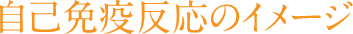 自己免疫反応のイメージ