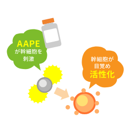 HARG開始